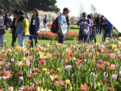 Highlighted image: Keukenhof